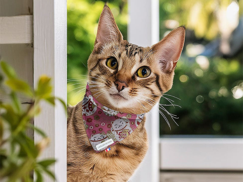 Bandana pour chat maneki-neko