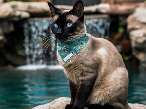 Bandana personnalisé pour chat nami