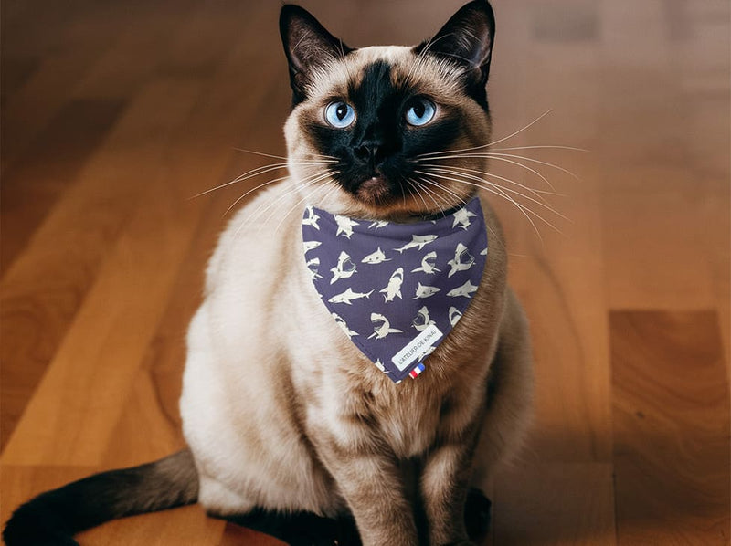Bandana pour chat requin