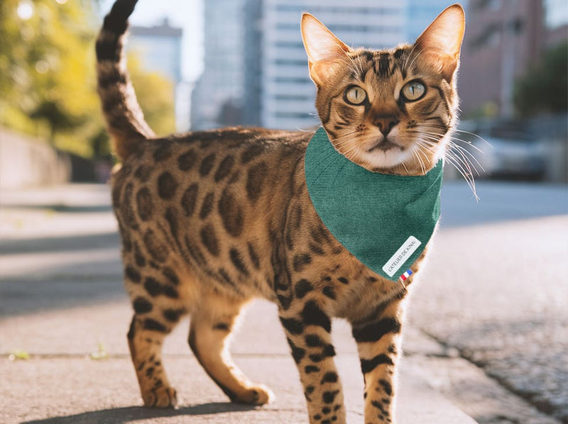 Bandana pour chat velours côtelé