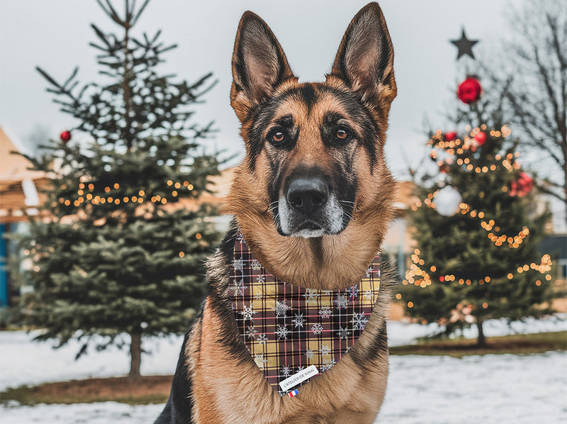 Bandana pour chien Givre Écossais