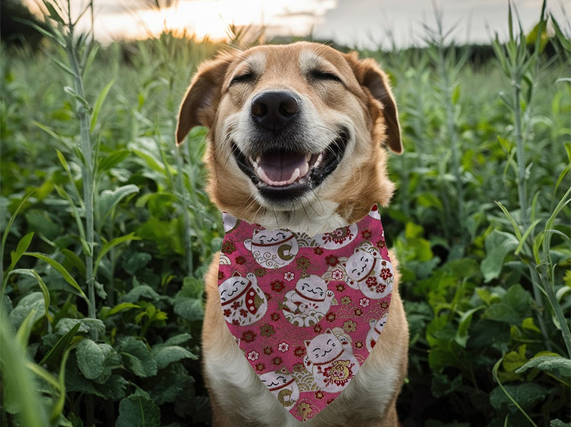 Bandana personnalisé pour chien Maneki-Neko