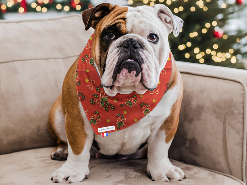 chien avec bandana Douceur de Canne