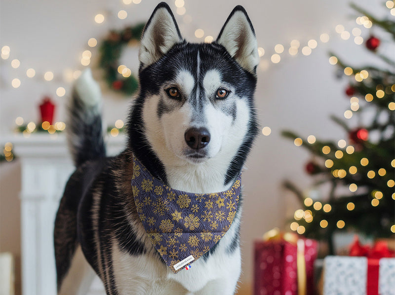 Bandana pour chien Fuji