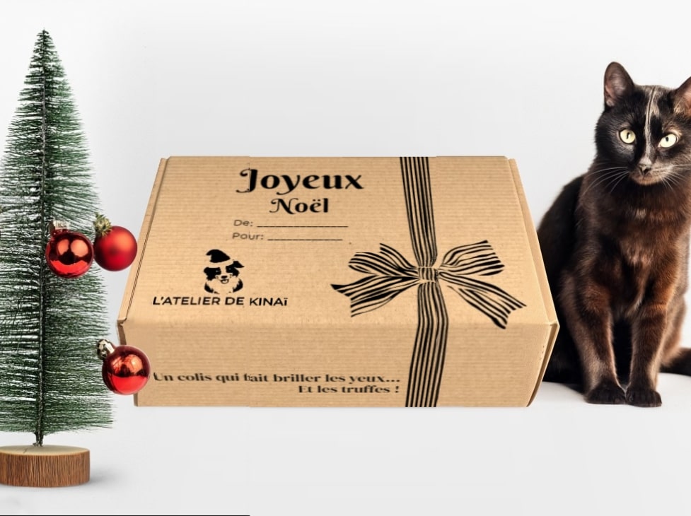 La Box de Noël idéale pour votre chat