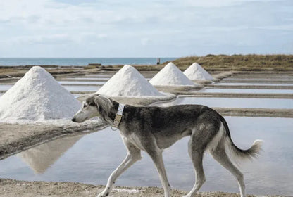 Collier personnalisé pour chien ananas