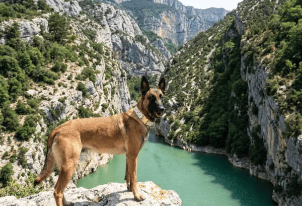 Collier personnalisé pour chien ananas