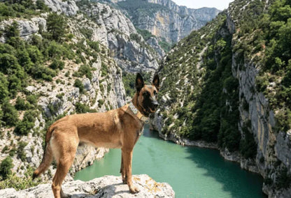 Collier personnalisé pour chien ananas
