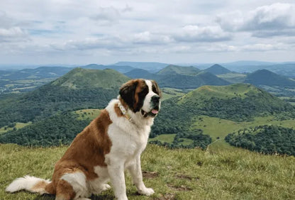 Collier personnalisé pour chien ananas