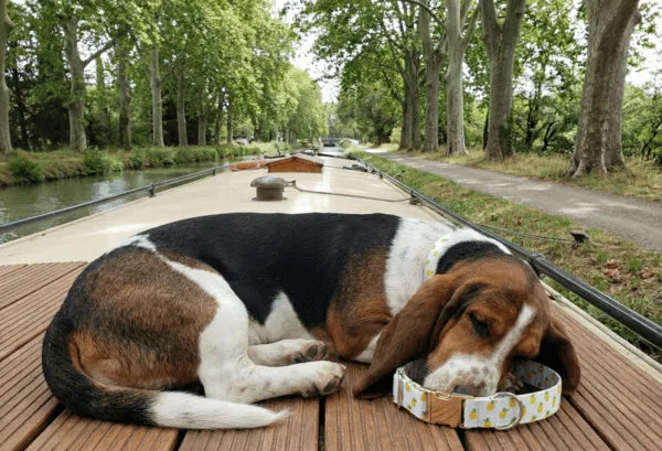 Collier personnalisé pour chien ananas