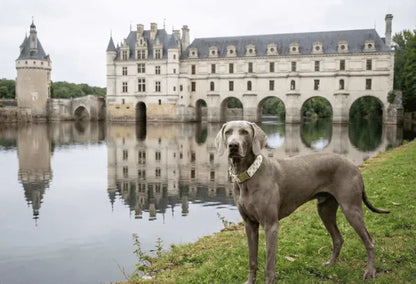 Collier personnalisé pour chien ananas