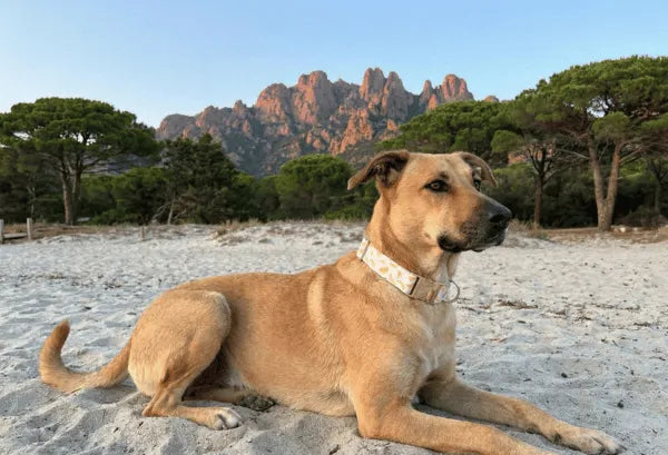 Collier personnalisé pour chien banane