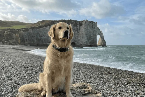 Collier personnalisé pour chien carreaux