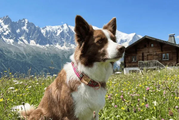 Collier personnalisé pour chien carreaux