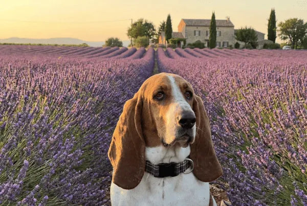 Collier personnalisé pour chien carreaux