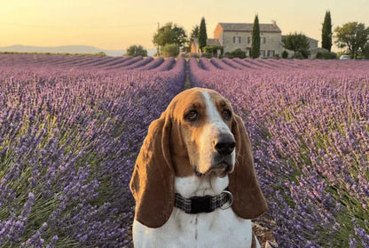 Collier personnalisé pour chien carreaux