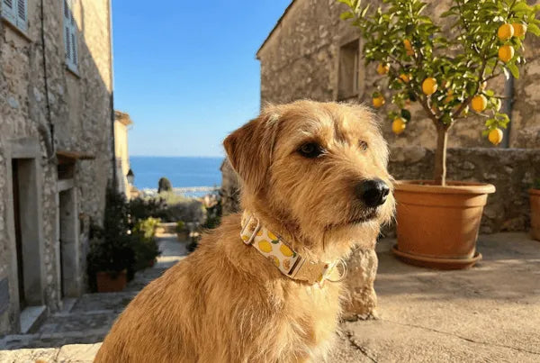 Collier personnalisé pour chien citron