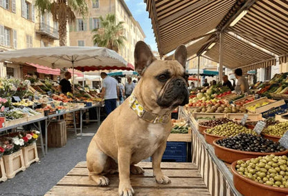 Collier personnalisé pour chien citron