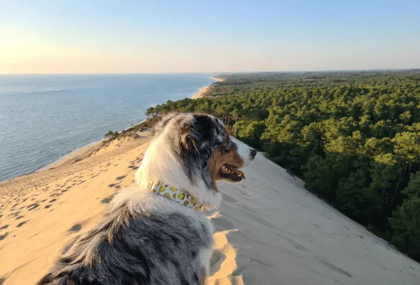 Collier personnalisé pour chien citron