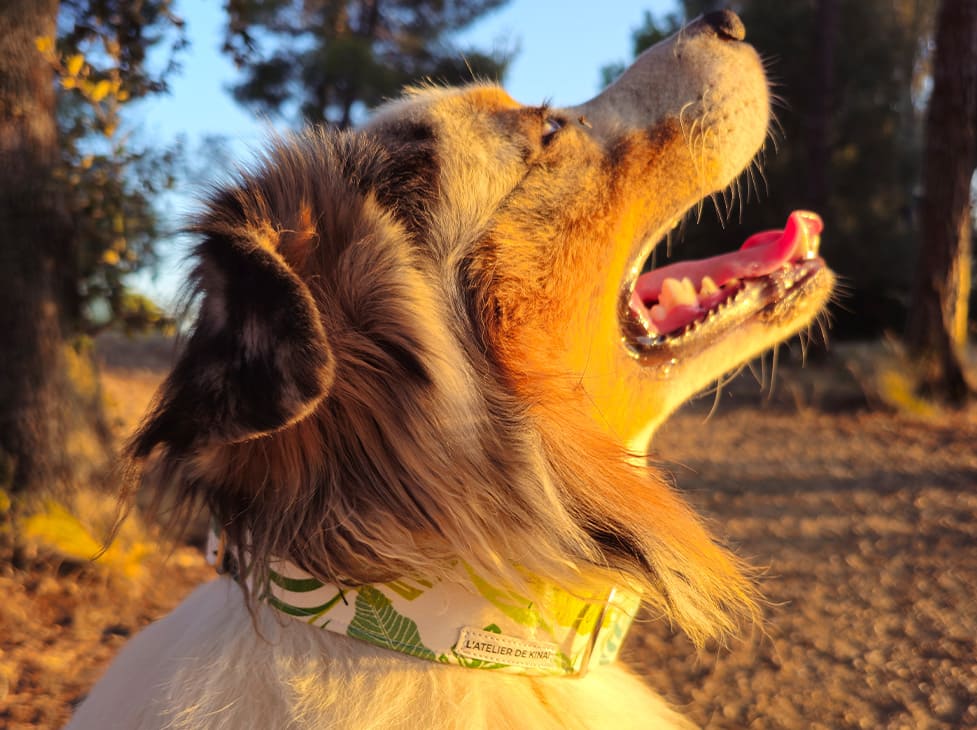 Collier personnalisé pour chien nature