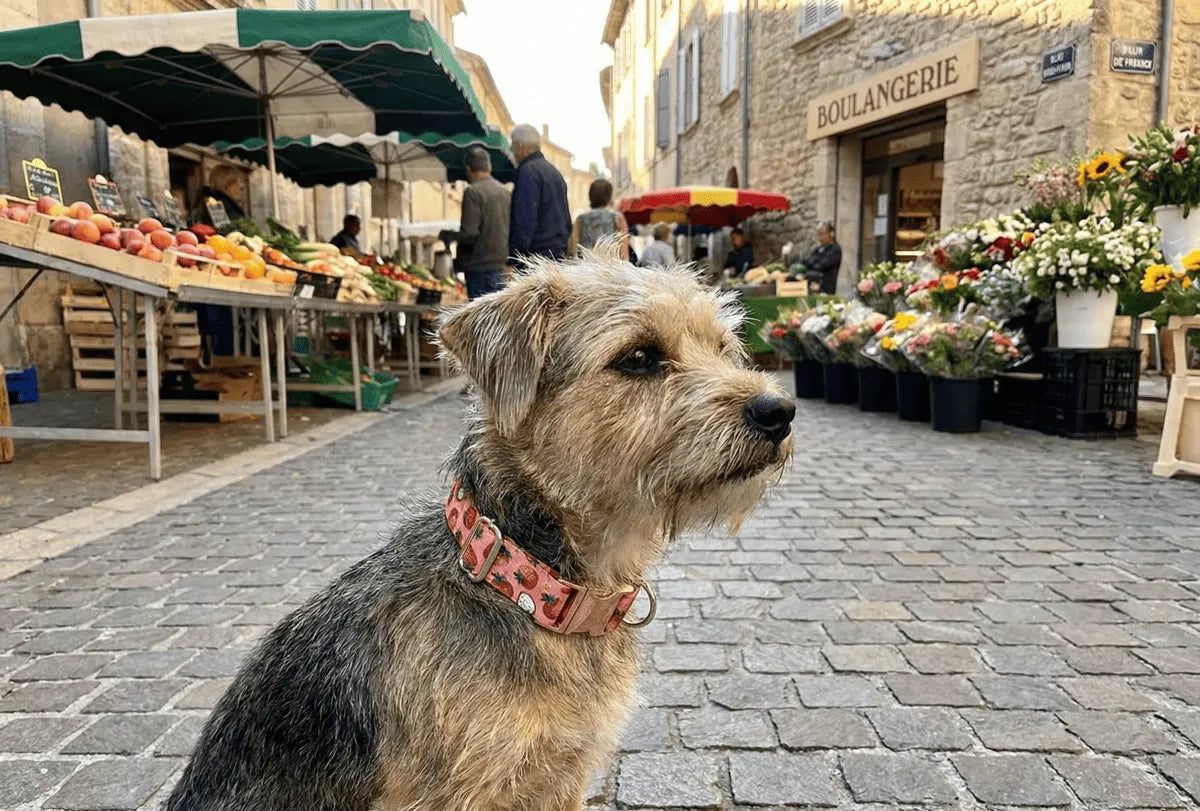 Collier personnalisé pour chien Fraise