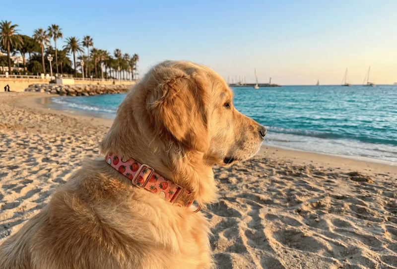 Collier personnalisé pour chien Fraise