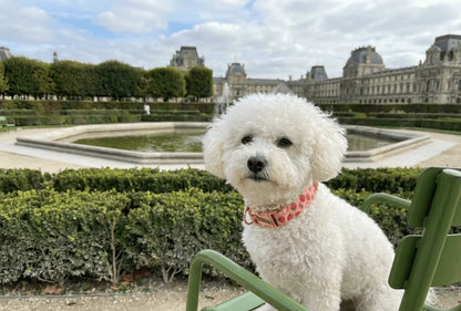 Collier personnalisé pour chien Fraise