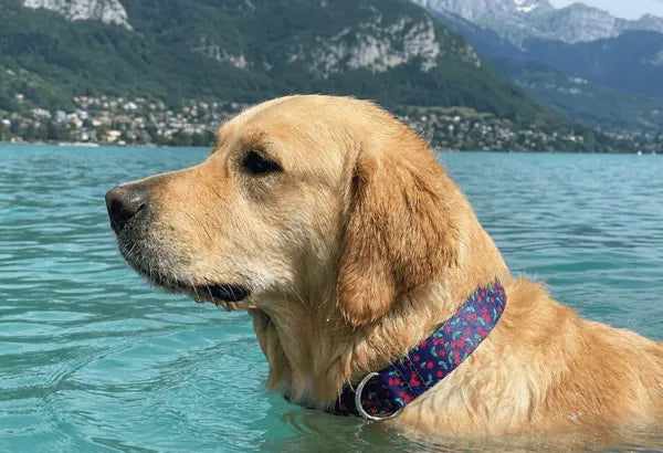 Collier personnalisé pour chien imperméable Cerise