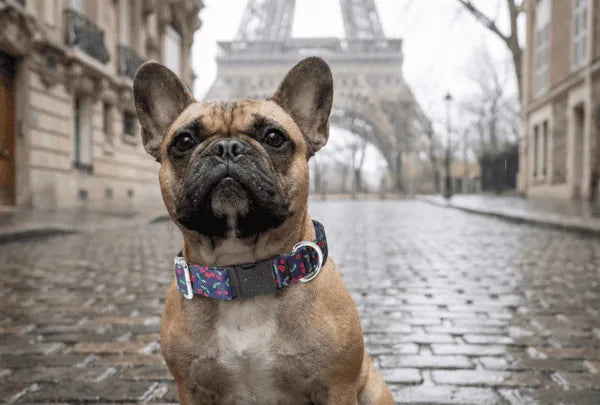 Collier personnalisé pour chien imperméable Cerise