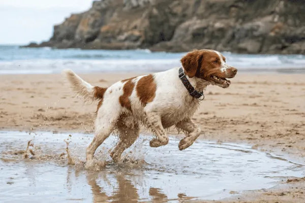 Collier personnalisé pour chien imperméable Cerise