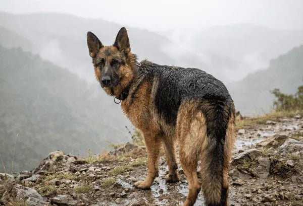 Collier personnalisé pour chien imperméable Cerise
