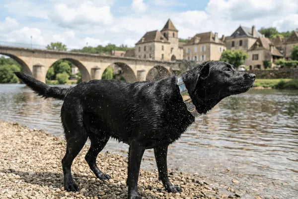 Collier personnalisé pour chien imperméable Éclat Floral