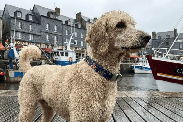 Collier personnalisé pour chien imperméable Éclat Floral