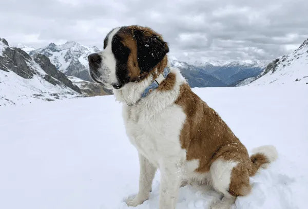Collier personnalisé pour chien imperméable Éclat Floral