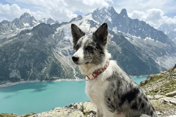 Collier personnalisé pour chien Maneki-Neko