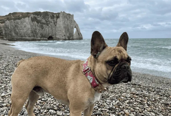 Collier personnalisé pour chien Maneki-Neko