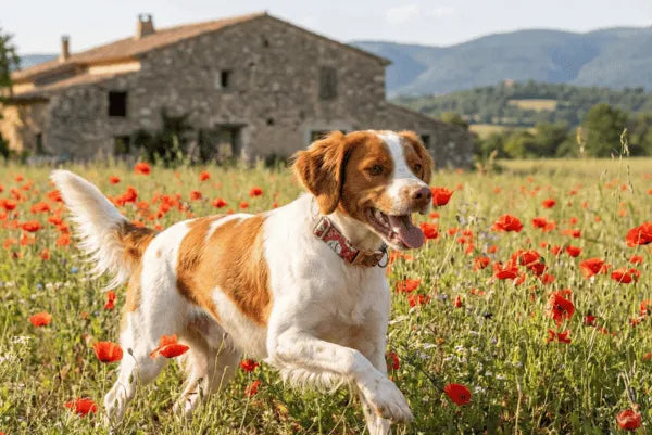 Collier personnalisé pour chien Maneki-Neko