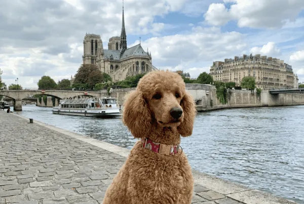 Collier personnalisé pour chien Maneki-Neko