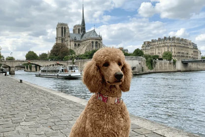 Collier personnalisé pour chien Maneki-Neko