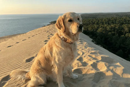 Collier personnalisé pour chien Maneki-Neko