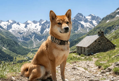 Collier personnalisé pour chien Nami