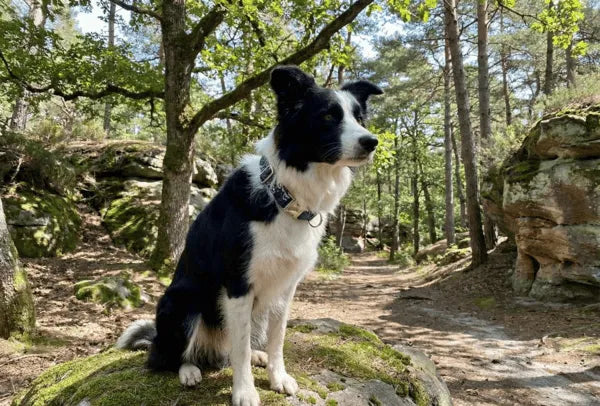 Collier personnalisé pour chien Nami