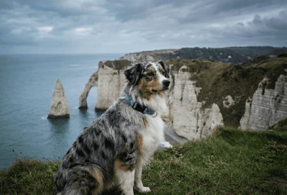 Collier personnalisé pour chien Nami