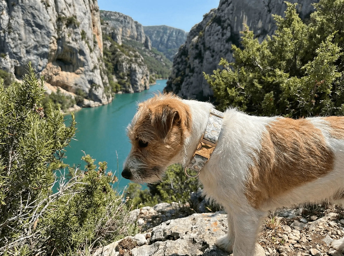 Collier personnalisé pour chien Dumbo