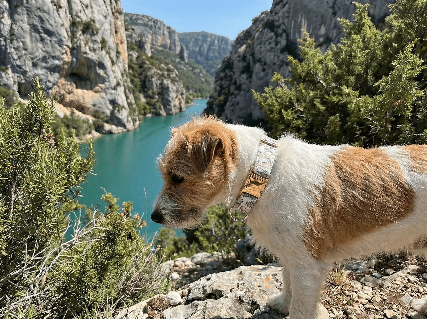 Collier personnalisé pour chien Dumbo