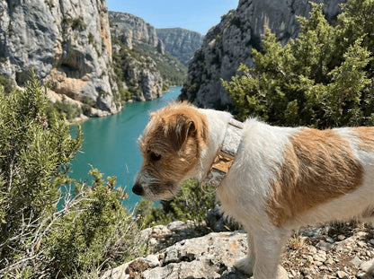 Collier personnalisé pour chien Dumbo