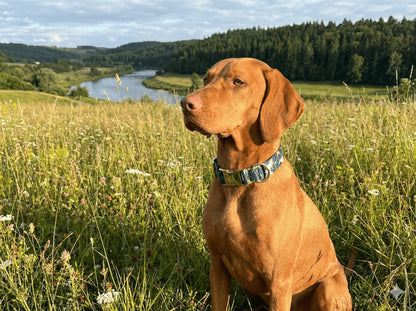 Collier personnalisé pour chien grue