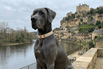 Collier personnalisé pour chien Léopard