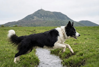 Collier personnalisé pour chien Léopard