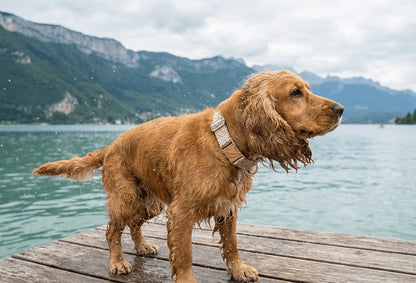 Collier personnalisé pour chien Léopard